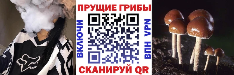 Галлюциногенные грибы GOLDEN TEACHER  Таганрог 